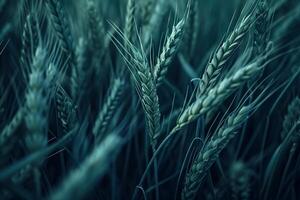 AI generated Photo of dark, moody wheat fields. The image depicts close up shots of wheat stalks. Ai Generated