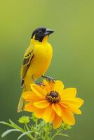 AI generated photo closeup shot of yellow bird perched on a log on smooth green background Ai generated