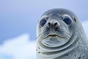 AI generated seal has smooth, grey skin with some visible textures and wrinkles Ai generated photo