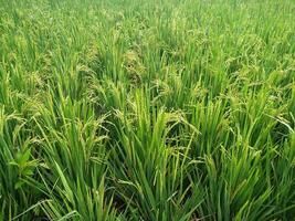 Rice farming on the edge of the mountain and beautiful roads with beautiful clouds in the afternoon and evening photo