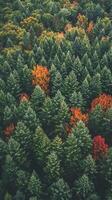 AI generated image captures dense forest, the trees are green, before the peak of fall. Ai Generated photo