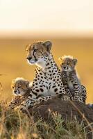 AI generated cheetah with her cubs resting on a mound in the wild, bathed in the golden light of the rising sun Ai generated photo