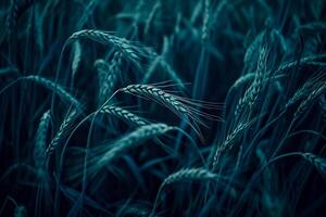 AI generated Photo of dark, moody wheat fields. The image depicts close up shots of wheat stalks. Ai Generated