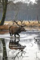 AI generated photo stag or deer in the nature through calm waters wildlife Ai generated