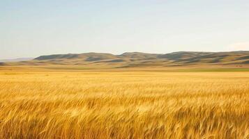 AI generated serene image captures vast, open field covered with golden wheat. The terrain is rolling with subtle hills to the landscape. Ai Generated photo