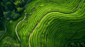 AI generated aerial view of vibrant green tea plantations is beautiful sight to behold. The plantations are organized in neat rows that form intricate patterns on the landscape. Ai Generated photo