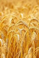 ai generado foto dorado campo trigo indicando eso es maduro y Listo para cosecha. individual trigo tallos y granos son visible, demostración detalle y textura. ai generado