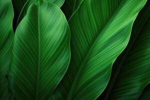AI generated Green leaf texture on tropical background. photo