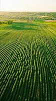 ai generado aéreo ver campo con Esmeralda verde campos nublado cielo exhibiendo el belleza de rural arquitectura. ai generado foto