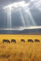 AI generated serene landscape where a group of zebras graze peacefully amidst tall, golden grasses Ai generated photo