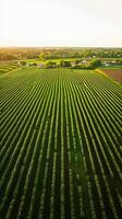 AI generated aerial view captures large, lush green field with crops planted in straight, parallel lines. The field is vibrant and well maintained, indicating healthy crop growth. Ai Generated photo