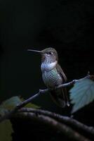 ai generado colibrí encaramado en un rama, iluminado por un suave azul ligero en el medio de oscuridad ai generado foto