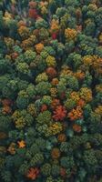 ai generado imagen capturas denso bosque desde un aéreo o elevado perspectiva. mezcla de hojas perennes y caduco arboles densamente poblar el bosque ai generado foto