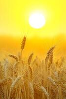 AI generated image captures peaceful scene of wheat field at sunrise. The sun is visible, appearing as bright, golden orb amidst the wheat stalks. Ai Generated photo