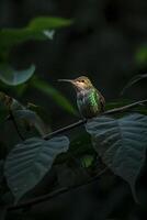 ai generado colibrí encaramado en un rama, iluminado por un suave azul ligero en el medio de oscuridad ai generado foto