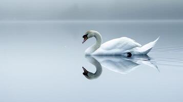 ai generado sereno cisne reflejando en calma aguas ai generado foto