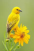 AI generated vibrant yellow bird perched on a blooming yellow flower against a soft green background Ai generated photo