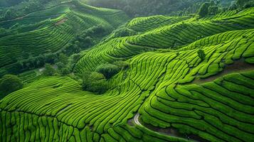 ai generado aéreo ver de vibrante verde té plantaciones es hermosa visión a Mirad. el plantaciones son organizado en ordenado filas ese formar intrincado patrones en el paisaje. ai generado foto