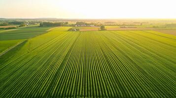 AI generated aerial view captures large, lush green field with crops planted in straight, parallel lines. The field is vibrant and well maintained, indicating healthy crop growth. Ai Generated photo