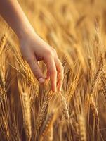 AI generated This serene image captures close up view of girl's hand lightly touching the tops of wheat in field. creating textured and monochromatic golden scene Ai Generated photo