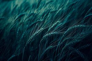 AI generated Photo of dark, moody wheat fields. The image depicts close up shots of wheat stalks. Ai Generated