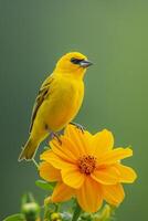 AI generated photo closeup shot of yellow bird perched on a log on smooth green background Ai generated