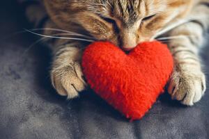 ai generado un rojo 3d corazón en el patas de un gato. Copiar espacio ai generado foto