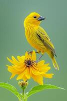 AI generated photo closeup shot of yellow bird perched on a log on smooth green background Ai generated