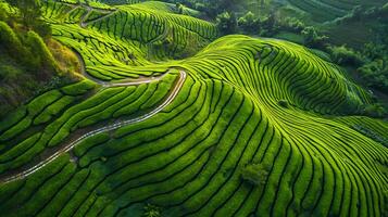 AI generated aerial view of vibrant green tea plantations is beautiful sight to behold. The plantations are organized in neat rows that form intricate patterns on the landscape. Ai Generated photo