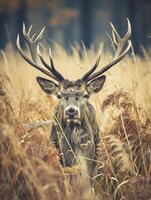 AI generated majestic stag standing amidst tall, wild grasses Ai generated photo