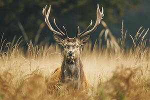 AI generated majestic stag standing amidst tall, wild grasses Ai generated photo