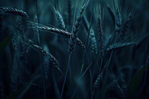 AI generated Photo of dark, moody wheat fields. The image depicts close up shots of wheat stalks. Ai Generated