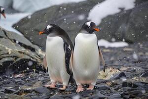 AI generated two penguins standing close to each other on a rocky surface Ai generated photo