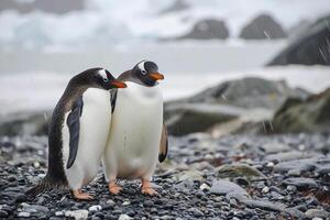 ai generado dos pingüinos en pie cerca a cada otro en un rocoso superficie ai generado foto