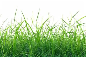 AI generated Isolated green grass on a white background photo
