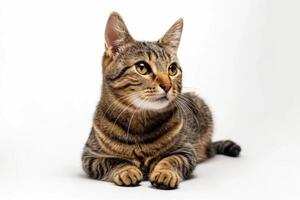 ai generado estudio retrato de un sentado atigrado gato mirando adelante en contra un blanco fondo foto