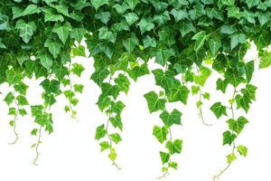 AI generated Isolated hanging ivy plant on white background. photo