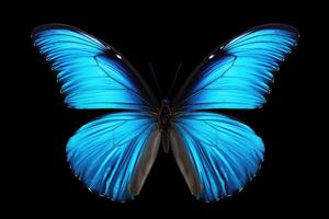 AI generated Blue tropical butterflies in flight on white background photo