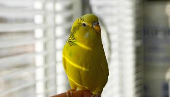 linda amarillo periquito loro se sienta en un dedo y mirando a el cámara. foto