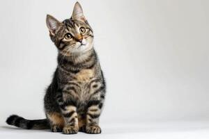 AI generated Studio portrait of a sitting tabby cat looking forward against a white backdground photo