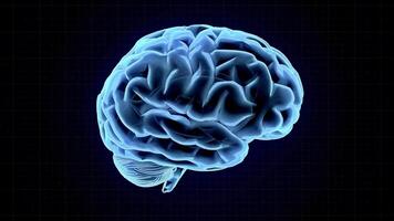 3d animado humano cerebro lazo video