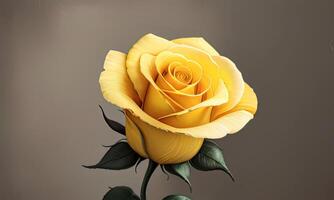 AI generated image of a yellow rose flower on a gray background, AI generation photo