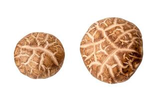 Top view of fresh and dry shiitake mushroom in set isolated  on white background with clipping path photo