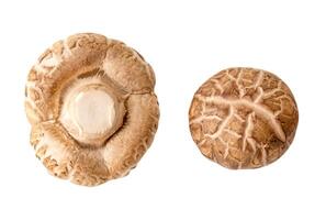 Top view of fresh and dry shiitake mushroom in set isolated  on white background with clipping path photo