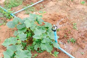 aspersor conjunto instalado en plantación a proporcionar agua a joven verde planta de calabaza en interior del país, concepto de agrícola agua sistema tecnologia o agua administración tecnologia foto