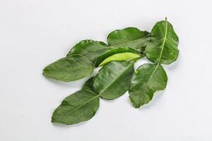 Aroma seasoning kaffir lime leaves photo