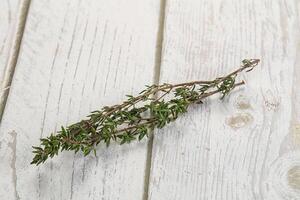 Thyme - aromatic seasoning herbal plant photo