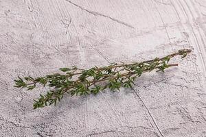 Thyme - aromatic seasoning herbal plant photo