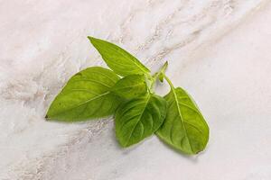 Raw green basil leaves seasoning photo