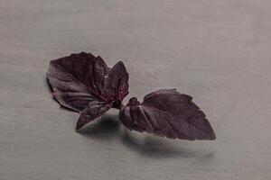 Purple raw organic basil leaves photo